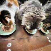 ヒメ日記 2025/03/04 17:17 投稿 滝川 なな AZITO V.I.P