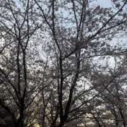 ヒメ日記 2025/04/06 06:26 投稿 滝川 なな AZITO V.I.P