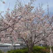 ヒメ日記 2025/04/11 17:19 投稿 滝川 なな AZITO V.I.P