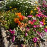 ヒメ日記 2025/04/27 06:55 投稿 滝川 なな AZITO V.I.P