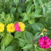 ヒメ日記 2025/08/06 20:12 投稿 滝川 なな AZITO V.I.P