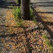 ヒメ日記 2025/10/10 07:35 投稿 滝川 なな AZITO V.I.P