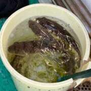 滝川 なな 出勤🐡 AZITO V.I.P