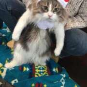 ヒメ日記 2025/12/24 17:46 投稿 滝川 なな AZITO V.I.P