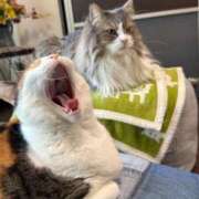 ヒメ日記 2026/01/23 06:44 投稿 滝川 なな AZITO V.I.P