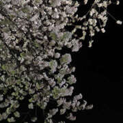 ヒメ日記 2025/04/21 20:42 投稿 あき マドンナ浜松町