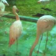 ヒメ日記 2025/08/08 15:13 投稿 みるく 最高級 エロエロ奥様 松戸店