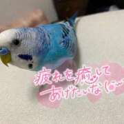 ヒメ日記 2025/02/24 19:58 投稿 くれは ダイスキ