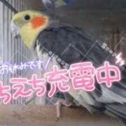 ヒメ日記 2025/03/08 22:51 投稿 くれは ダイスキ