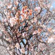 ヒメ日記 2025/03/03 12:31 投稿 椿（ツバキ） アバンチュール(五反田)