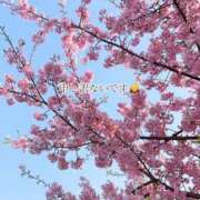 ヒメ日記 2025/03/23 00:16 投稿 椿（ツバキ） アバンチュール(五反田)