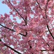 ヒメ日記 2025/03/30 12:32 投稿 椿（ツバキ） アバンチュール(五反田)