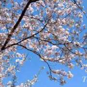 ヒメ日記 2025/04/14 09:32 投稿 椿（ツバキ） アバンチュール(五反田)