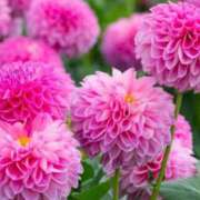 ヒメ日記 2025/07/07 12:16 投稿 椿（ツバキ） アバンチュール(五反田)