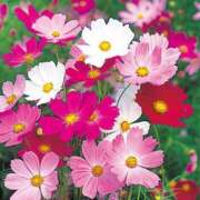 ヒメ日記 2025/10/19 17:31 投稿 椿（ツバキ） アバンチュール(五反田)