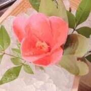 ヒメ日記 2026/03/06 14:31 投稿 椿（ツバキ） アバンチュール(五反田)