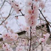 ヒメ日記 2026/03/23 18:31 投稿 椿（ツバキ） アバンチュール(五反田)