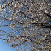 ヒメ日記 2026/04/04 19:16 投稿 椿（ツバキ） アバンチュール(五反田)