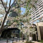 ヒメ日記 2026/04/10 12:16 投稿 椿（ツバキ） アバンチュール(五反田)