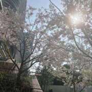 ヒメ日記 2026/04/13 09:31 投稿 椿（ツバキ） アバンチュール(五反田)