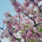 ヒメ日記 2026/04/17 09:31 投稿 椿（ツバキ） アバンチュール(五反田)