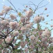 ヒメ日記 2026/04/19 08:46 投稿 椿（ツバキ） アバンチュール(五反田)
