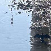 ヒメ日記 2026/03/01 14:00 投稿 はるな 奥様はエンジェル　町田店