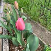 ゆり ありがとうございます 熟女家 豊中蛍池店