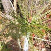 ヒメ日記 2026/01/03 16:38 投稿 みつか 札幌回春性感マッサージ倶楽部