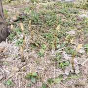 ヒメ日記 2026/04/08 18:48 投稿 みつか 札幌回春性感マッサージ倶楽部