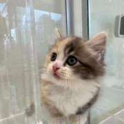 ヒメ日記 2025/07/30 09:00 投稿 ココア Club Hearts