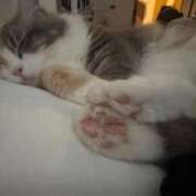 ヒメ日記 2025/08/03 20:46 投稿 ココア Club Hearts