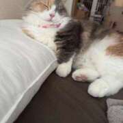 ヒメ日記 2025/08/27 09:02 投稿 ココア Club Hearts