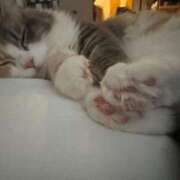 ヒメ日記 2025/10/31 09:00 投稿 ココア Club Hearts