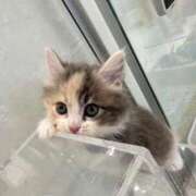 ヒメ日記 2026/03/08 08:01 投稿 ココア Club Hearts