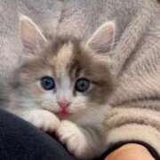 ヒメ日記 2026/03/11 11:00 投稿 ココア Club Hearts