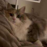 ヒメ日記 2026/04/12 17:24 投稿 ココア Club Hearts