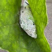 ヒメ日記 2024/12/30 16:45 投稿 渡辺　まりあ OLアフター5