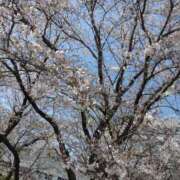 ヒメ日記 2025/04/15 19:43 投稿 本条　みか パレット(熊本)