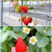 ヒメ日記 2025/01/15 21:58 投稿 長門明奈 ローテンブルク