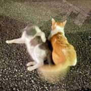 ヒメ日記 2025/02/23 08:01 投稿 長門明奈 ローテンブルク