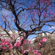 ヒメ日記 2025/03/11 07:42 投稿 長門明奈 ローテンブルク