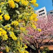 ヒメ日記 2025/03/22 16:30 投稿 長門明奈 ローテンブルク