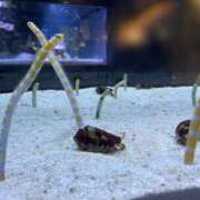 ヒメ日記 2025/05/04 07:01 投稿 長門明奈 ローテンブルク