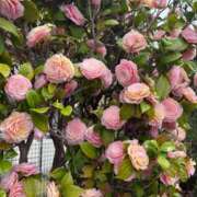 ヒメ日記 2026/04/05 22:02 投稿 長門明奈 ローテンブルク