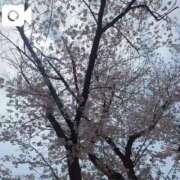 ヒメ日記 2025/04/08 18:34 投稿 みく 池袋おかあさん