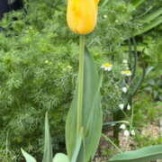 ヒメ日記 2026/04/09 19:45 投稿 りんこ 大阪人妻援護会