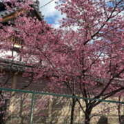 ヒメ日記 2026/03/10 08:14 投稿 りんこ 阪神人妻花壇