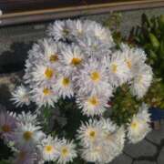 ヒメ日記 2024/12/14 13:22 投稿 悠梨（ゆうり） フュージョンスパ