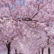 ヒメ日記 2025/04/11 01:41 投稿 あきな 奥さま未来　立川店